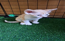 Devon Rex cats for sale: Beautiful Devon Rex babys - Advert 7