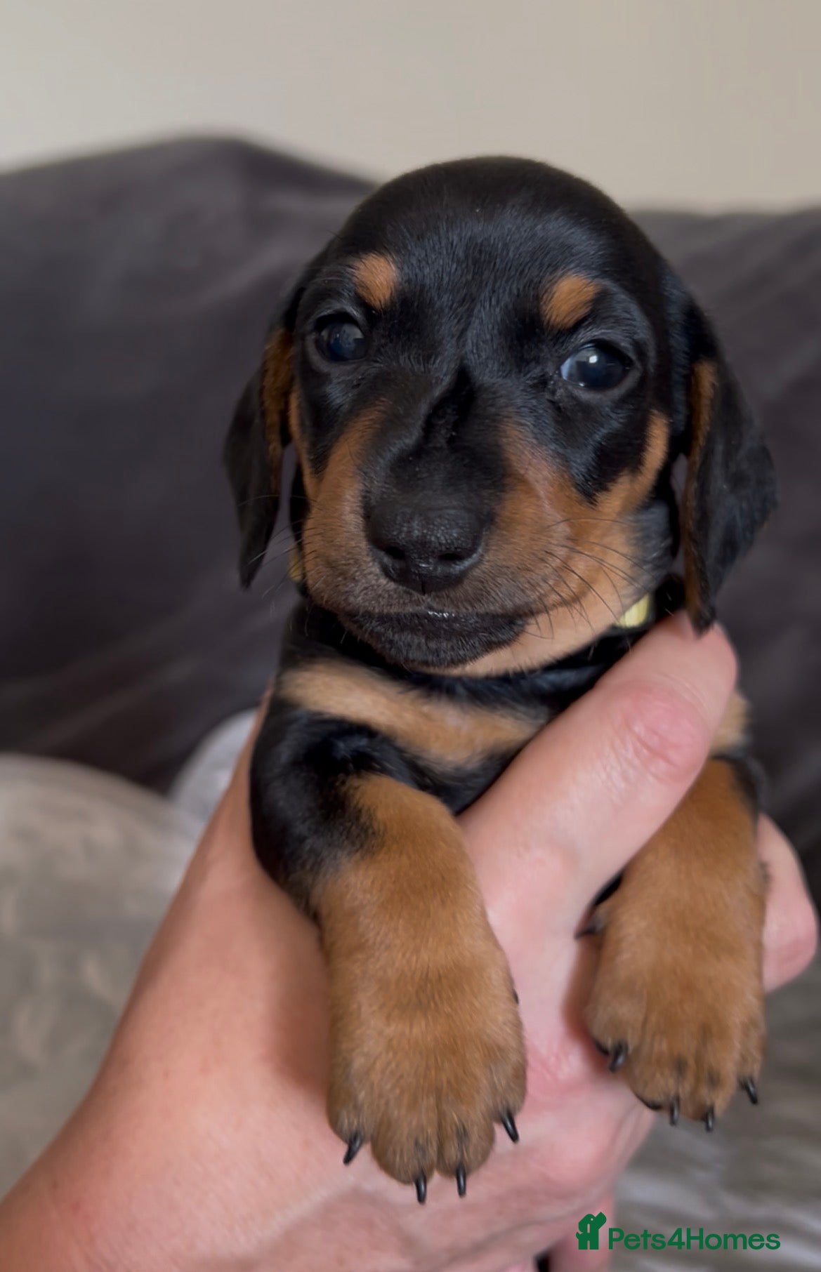 Miniature Dachshund dogs 2 beautiful black and tan girls  - Advert 7