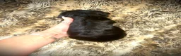 Mixed Breed dogs for sale: 5 beautiful Mauxie for sale  - Advert 6