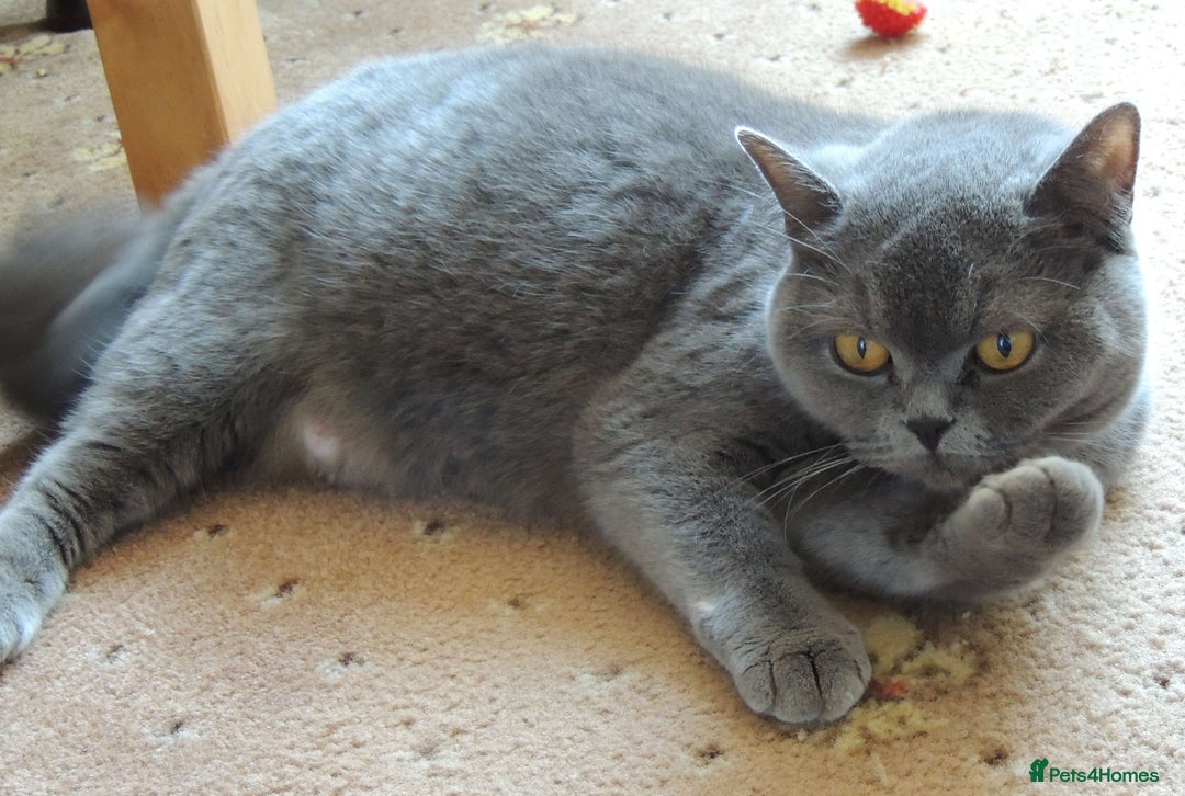 Devon Rex cats for sale: Just 1 girl left - GCCF Devon Rex Variant kittens  in Wolverhampton - Image 19