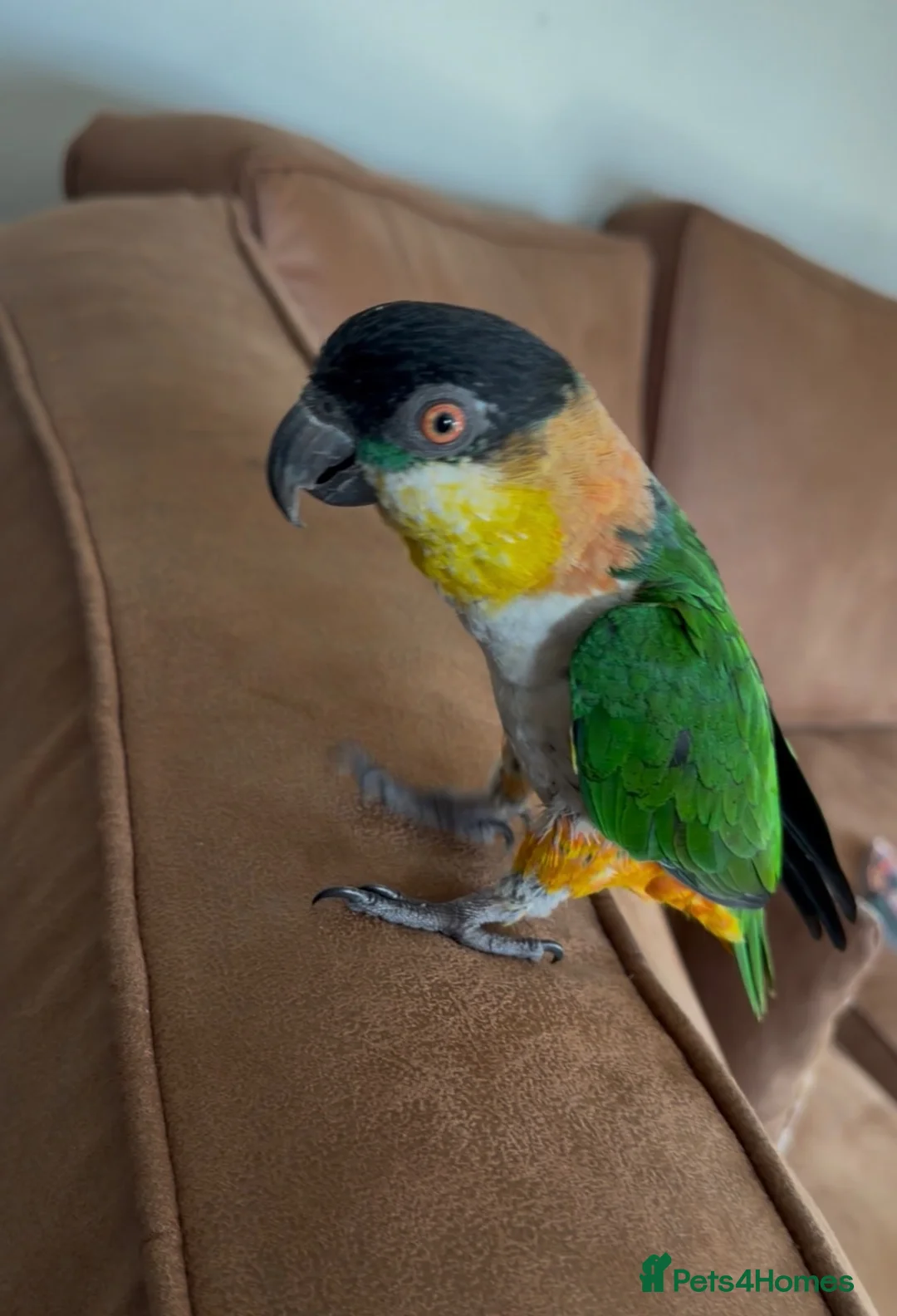 Parrots birds for sale: Caique parrot  in Glossop - Advert 1