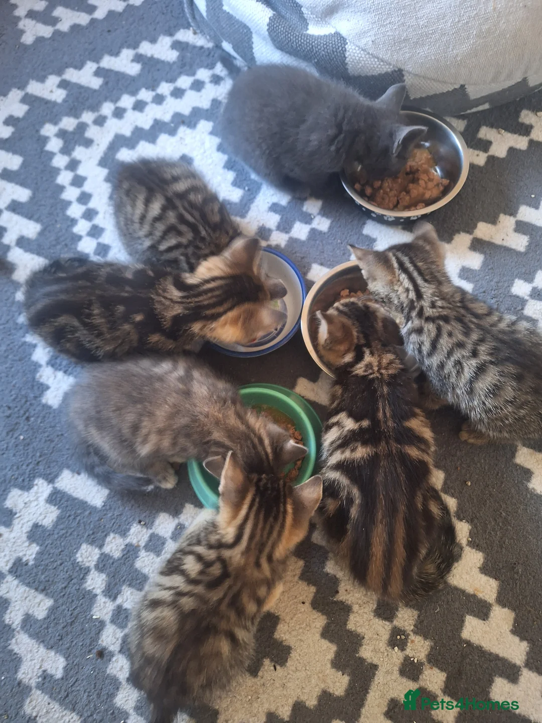 Mixed Breed cats for sale: 2 litters of 2 mommy in Preston - Advert 30