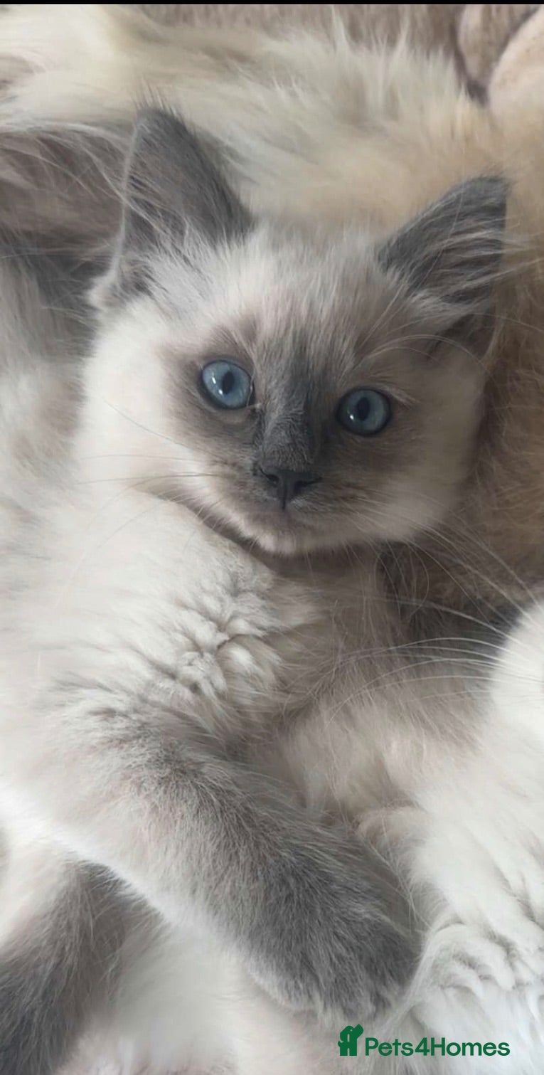Ragdoll cats 💙1 fluffy bluepoint Ragdoll boy💙 - Advert 1