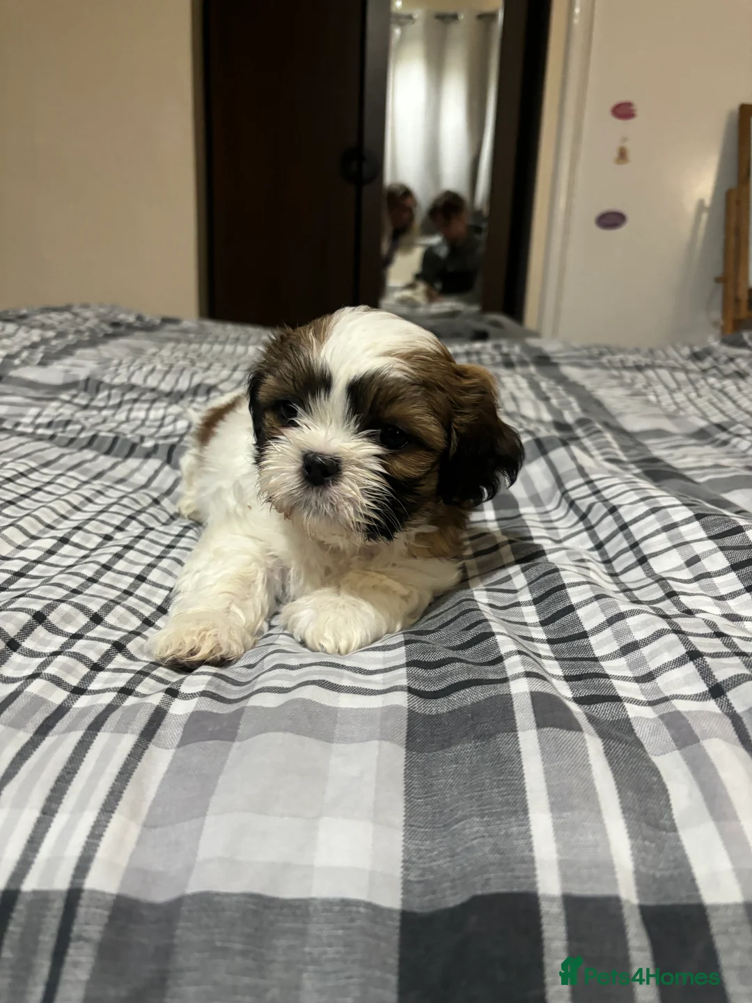 Shih Tzu dogs for sale: Shih Tzu puppies - Advert 5