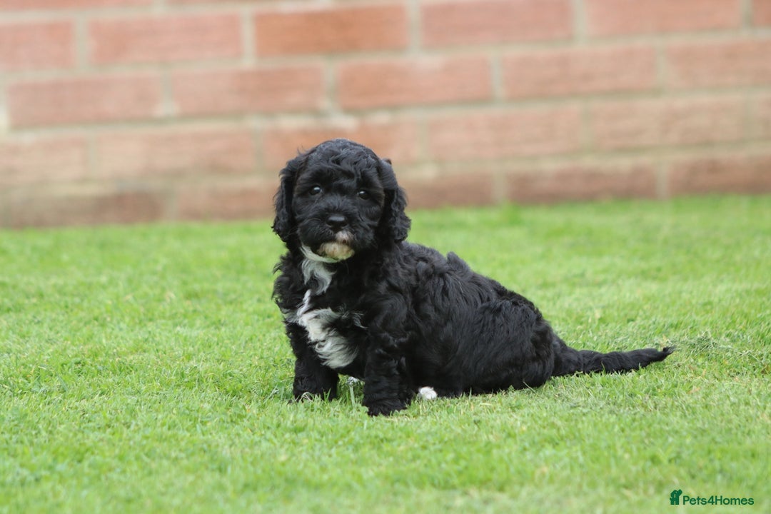 Cavapoochon dogs for sale: Beautiful Cavapoochon puppies for sale - Image 10