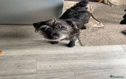 Mixed Breed dogs for sale: LakelandxPatterdale Male  - Image 2