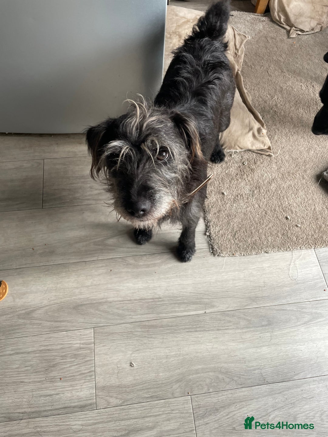 Mixed Breed dogs for sale: LakelandxPatterdale Male  - Image 2