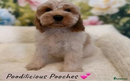 Cockapoo dogs for sale: 11 Stunning sable, roan, parti f1. Full dna clear  - Image 3