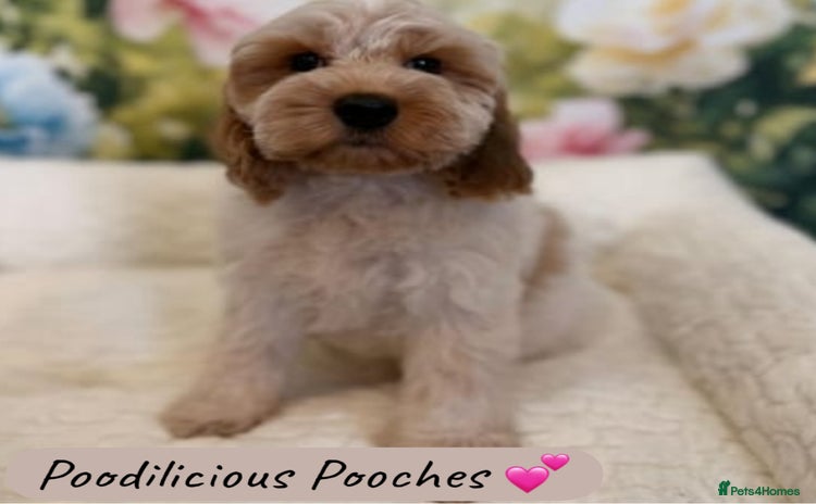 Cockapoo dogs - Advert 4