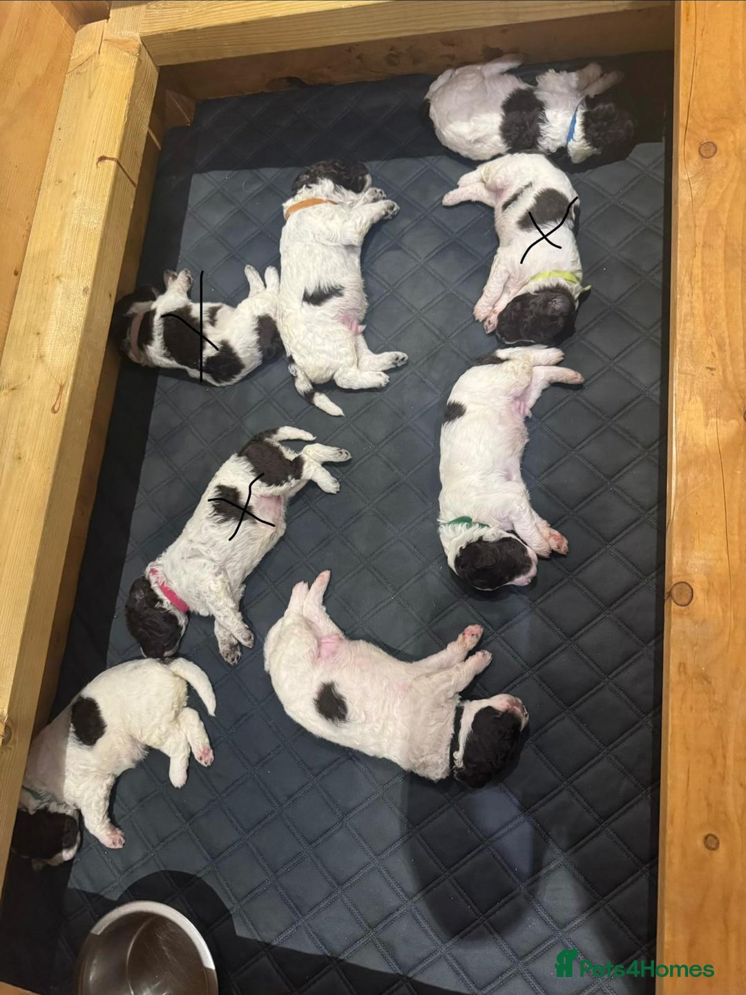 Lagotto Romagnolo dogs for sale: Lagotto Romagnolo Pups – Family raised environment - Advert 3