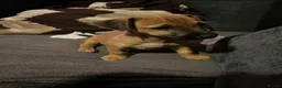 Jack Russell dogs for sale: Docked Jack Russle pups ready to leave now  - Advert 4