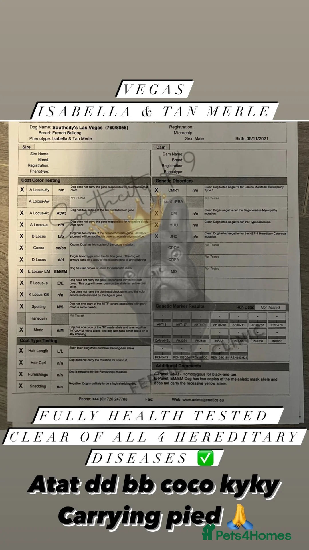 French Bulldog dogs for stud: VEGAS- new shade Isabella & tan Merle  in Southampton - Advert 23