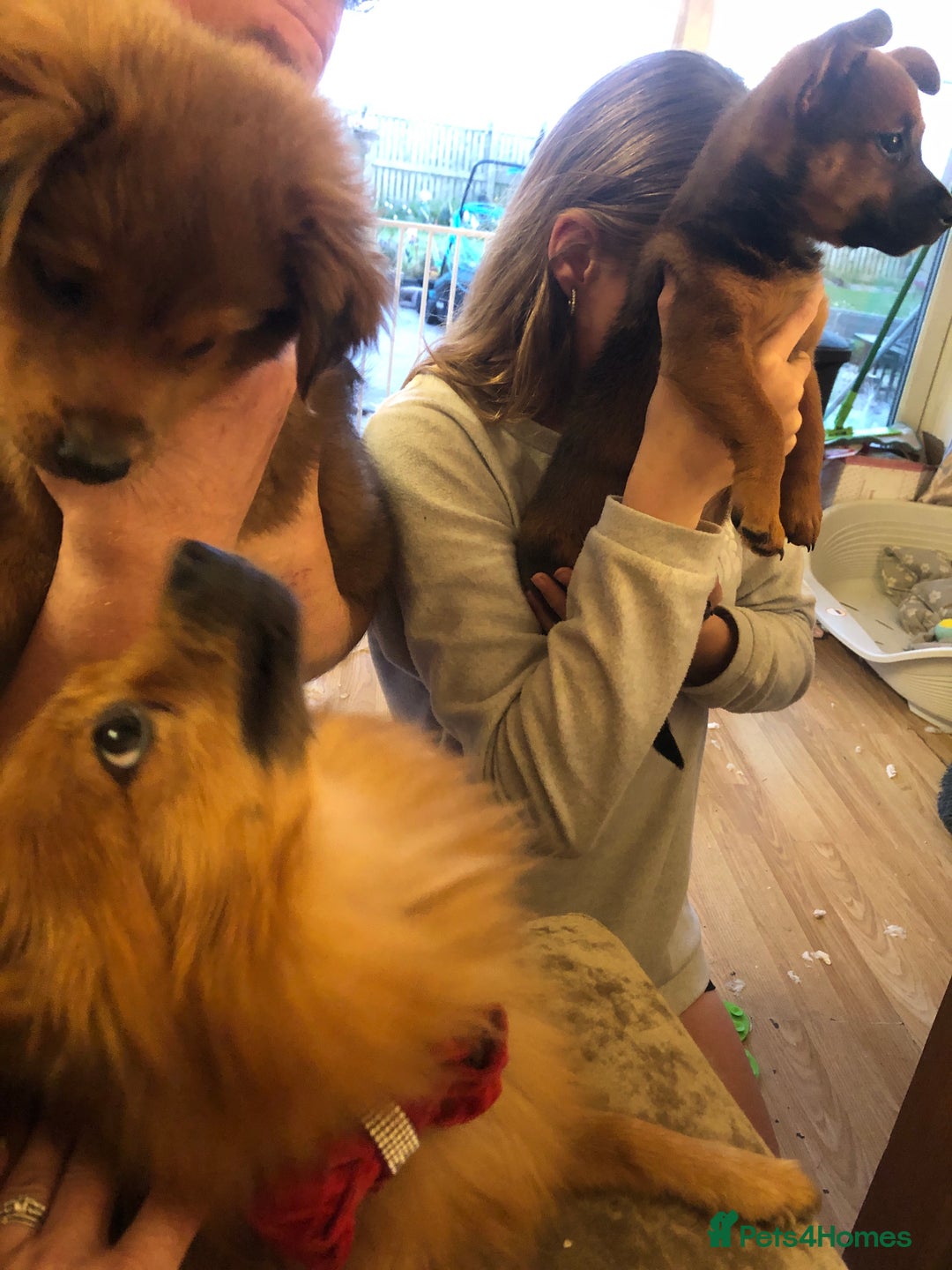 Mixed Breed dogs for sale: German spitz x jackapoo pups  - Image 4