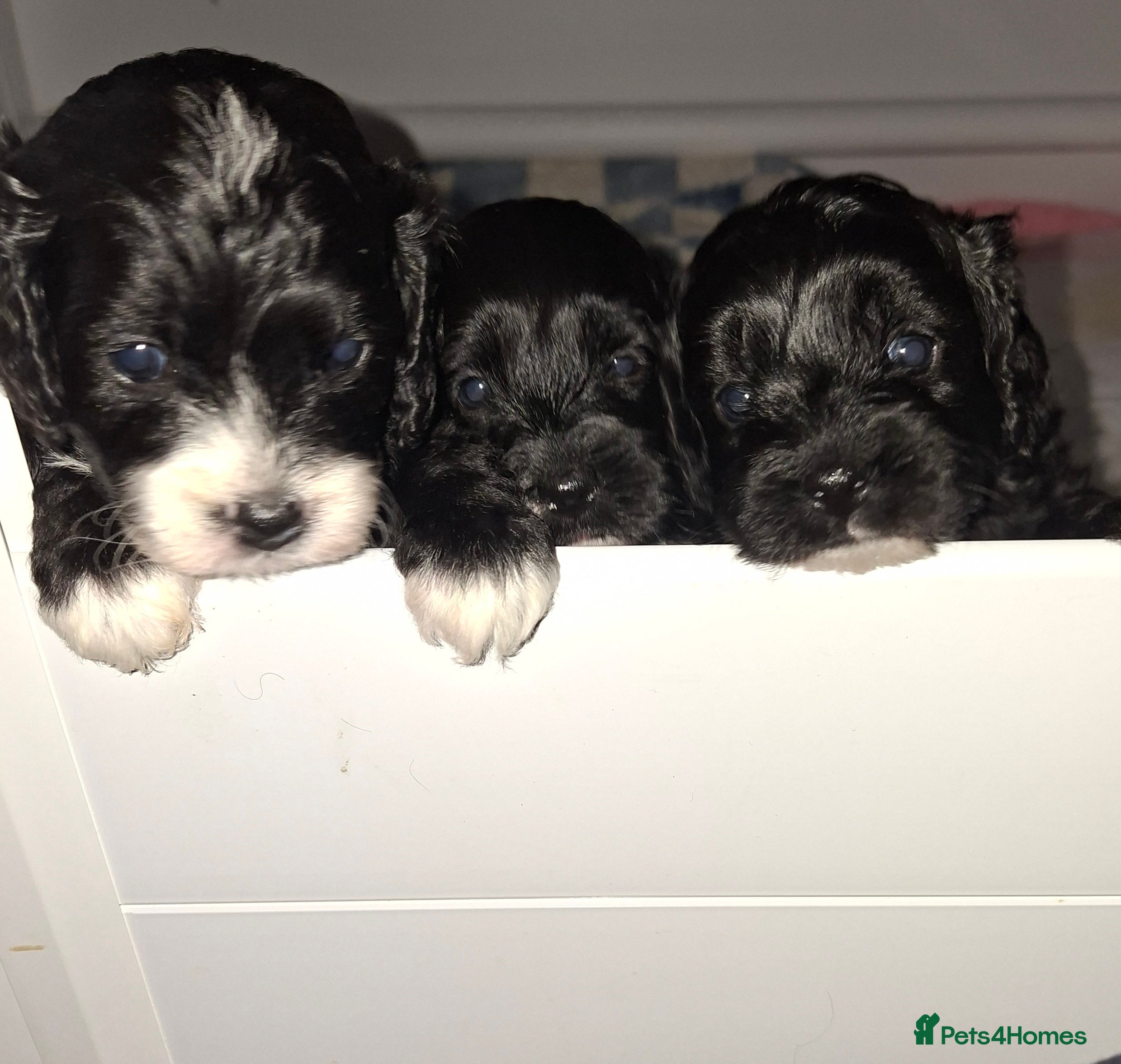 Cockapoo dogs *REDUCED* Beautiful miniature cockapoo puppies  - Advert 1