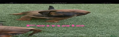 Dachshund 2