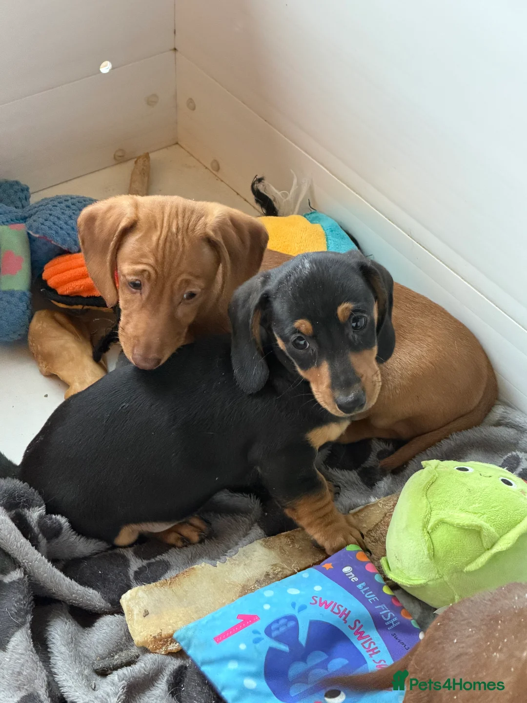 Miniature Dachshund dogs for sale: Beautiful Minature smooth haired dachshund puppies - Advert 11