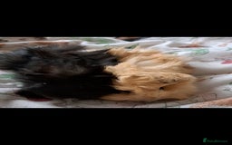 Guinea Pig rodents for sale: Bonded boar brothers for sale - Image 2