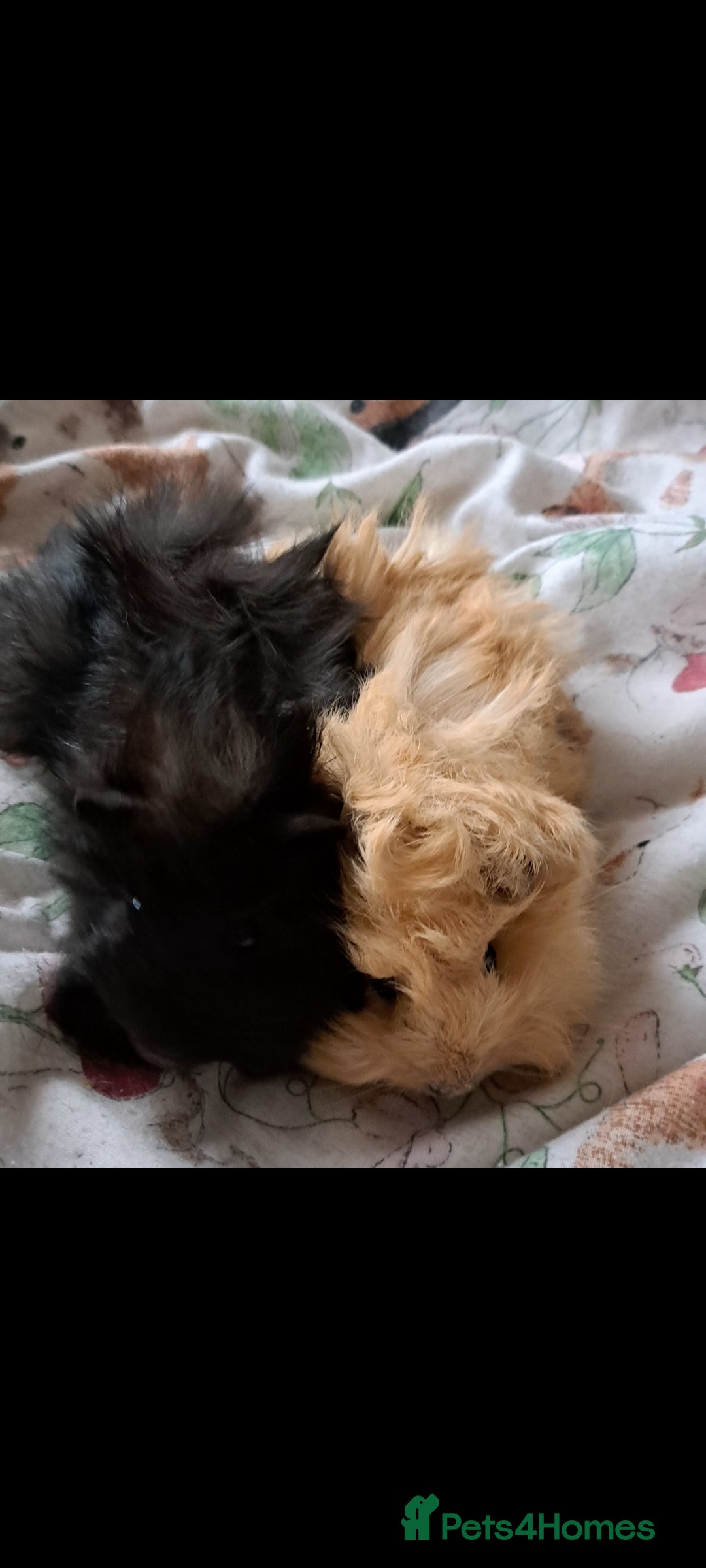Guinea Pig rodents for sale: Bonded boar brothers for sale - Image 2