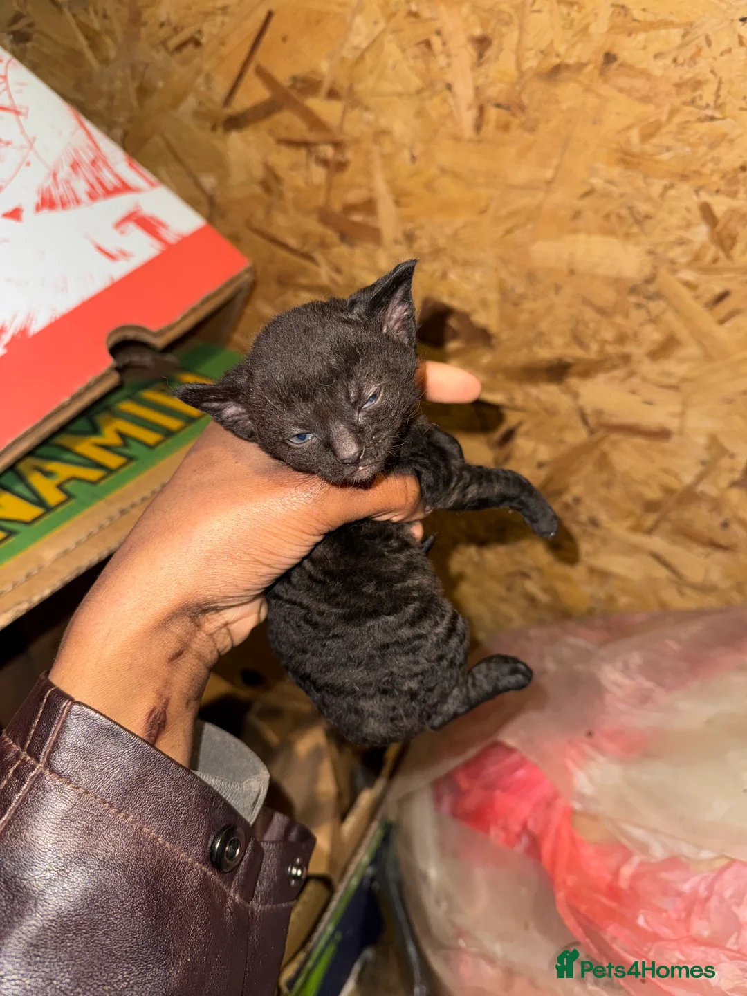 Domestic Shorthair cats for sale: Beautiful Black and White Kittens. in Guildford - Advert 20