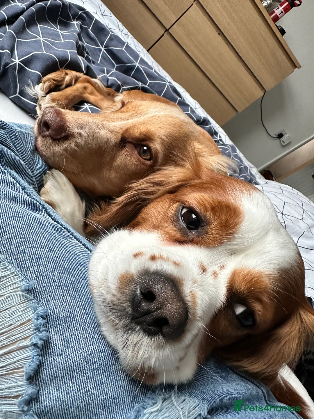 Cavalier King Charles Spaniel dogs for sale: Male Cavalier King Charles 4 years old  - Advert 3