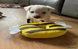 West Highland Terrier dogs for sale: Gorgeous West Highland White (Westie) Puppies - Image 10
