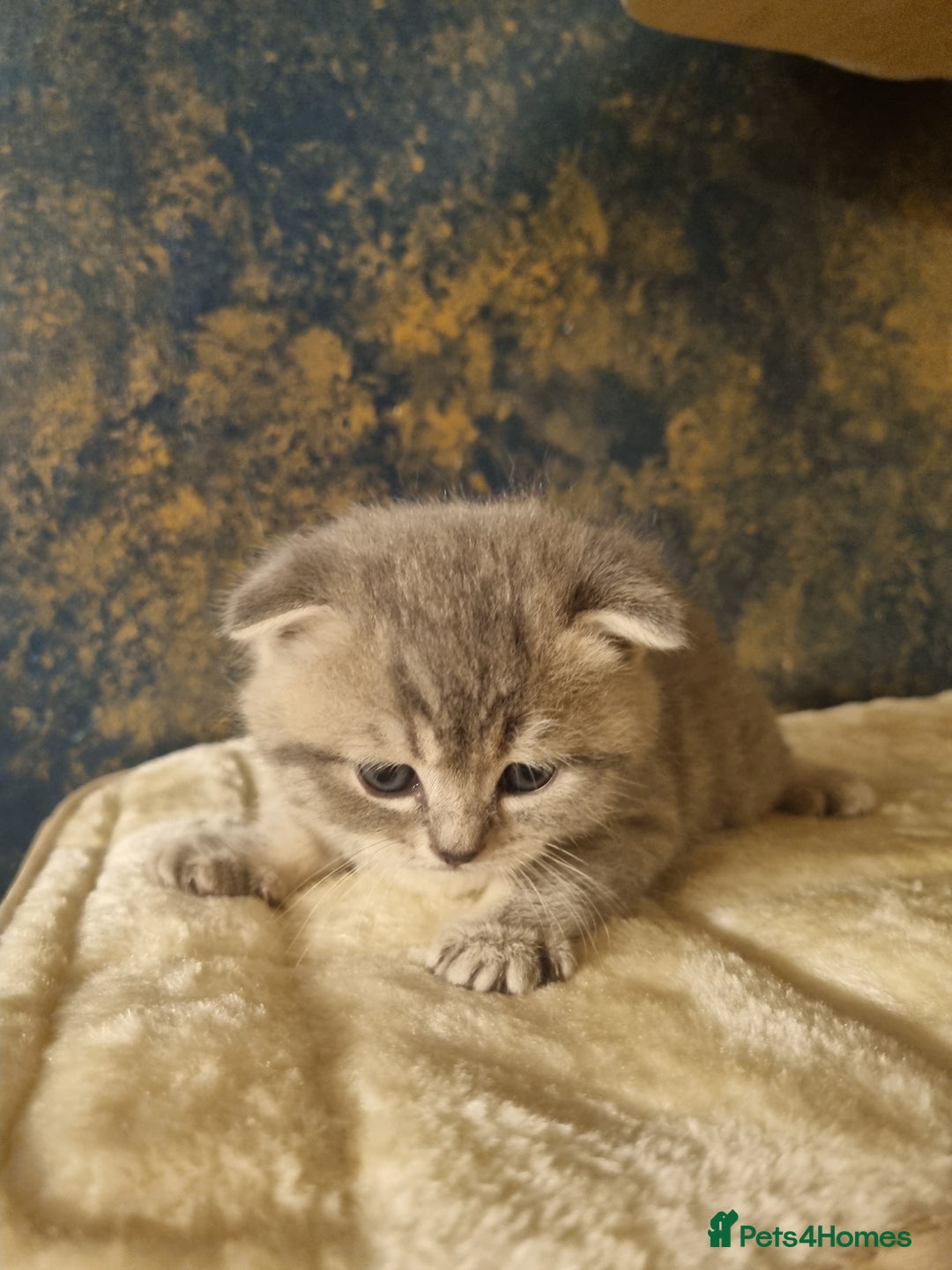 Scottish Fold cats for sale: SCOTTISH FOLD KITTENS - Advert 5