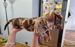 Miniature Dachshund dogs for sale: Miniature dachshund short haired puppies for sale£ - Image 11