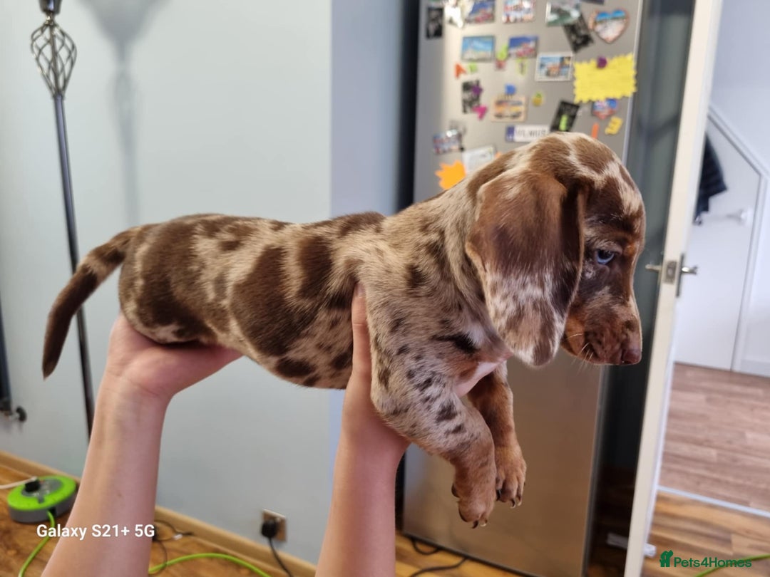 Miniature Dachshund dogs for sale: Miniature dachshund short haired puppies for sale£ - Image 11