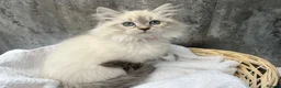 Siberian cats for sale: 💙💙Stunning GCCF Reg Siberian Babies💙💙 - Advert 7