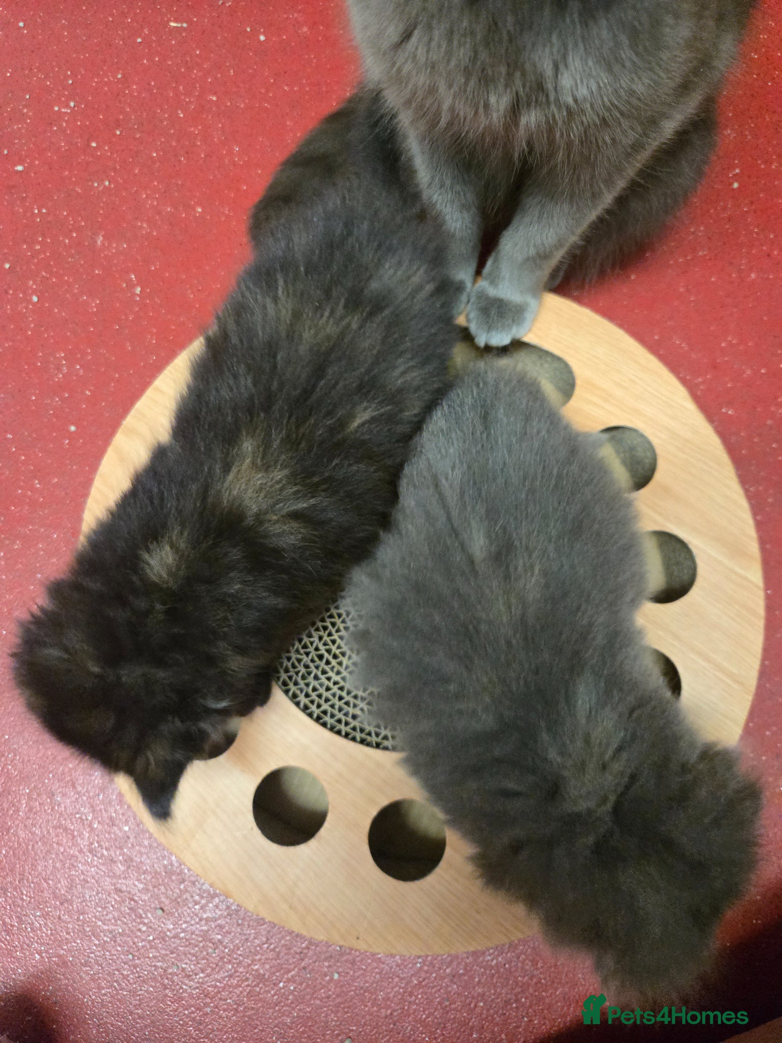 Mixed Breed cats for sale: Gorgeous kittens in Petersfield - Advert 8
