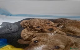 Cavapoo dogs for sale: Miniature F1B Cavapoo puppies 1 Left - Image 32