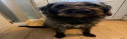 Mixed Breed dogs for sale: REHOME ASAP - WOULD PREFER CHARITY OR RESCUE - Advert 4
