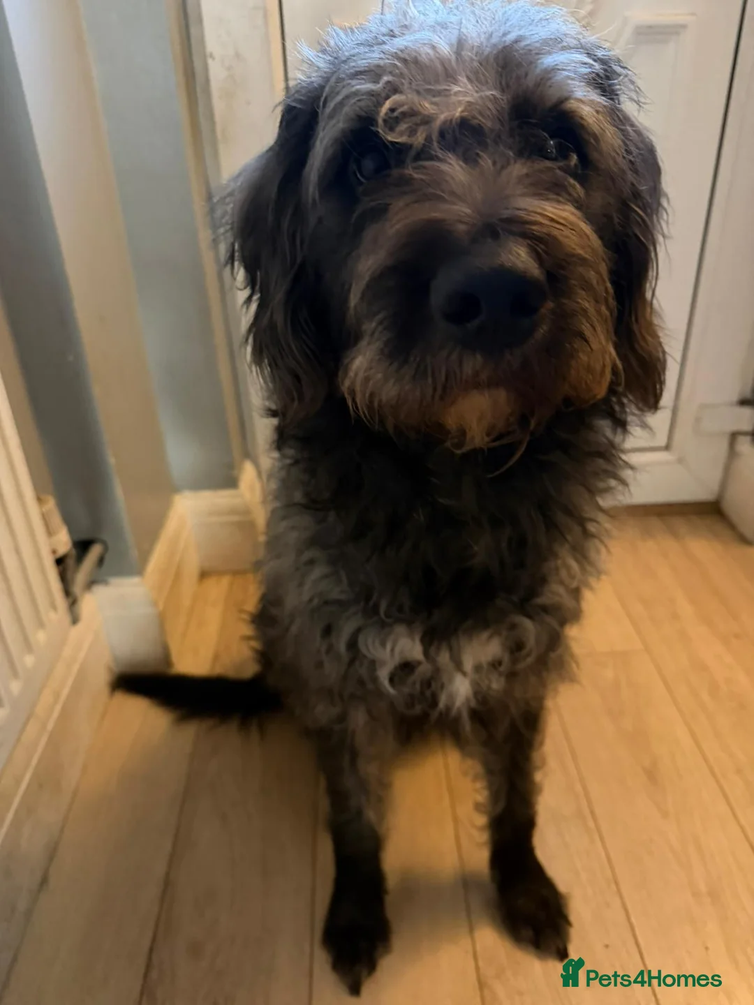 Mixed Breed dogs for sale: REHOME ASAP - WOULD PREFER CHARITY OR RESCUE - Advert 4