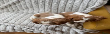 Cavalier King Charles Spaniel 2