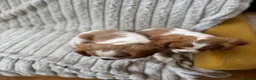 Cavalier King Charles Spaniel dogs for sale: 2 Blenheim cavalier King Charles spaniel boys  - Advert 9