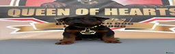 Chinese Red Dog dogs for sale: Stunning (Laizhou hong) Chinese red dog puppies  - Advert 20