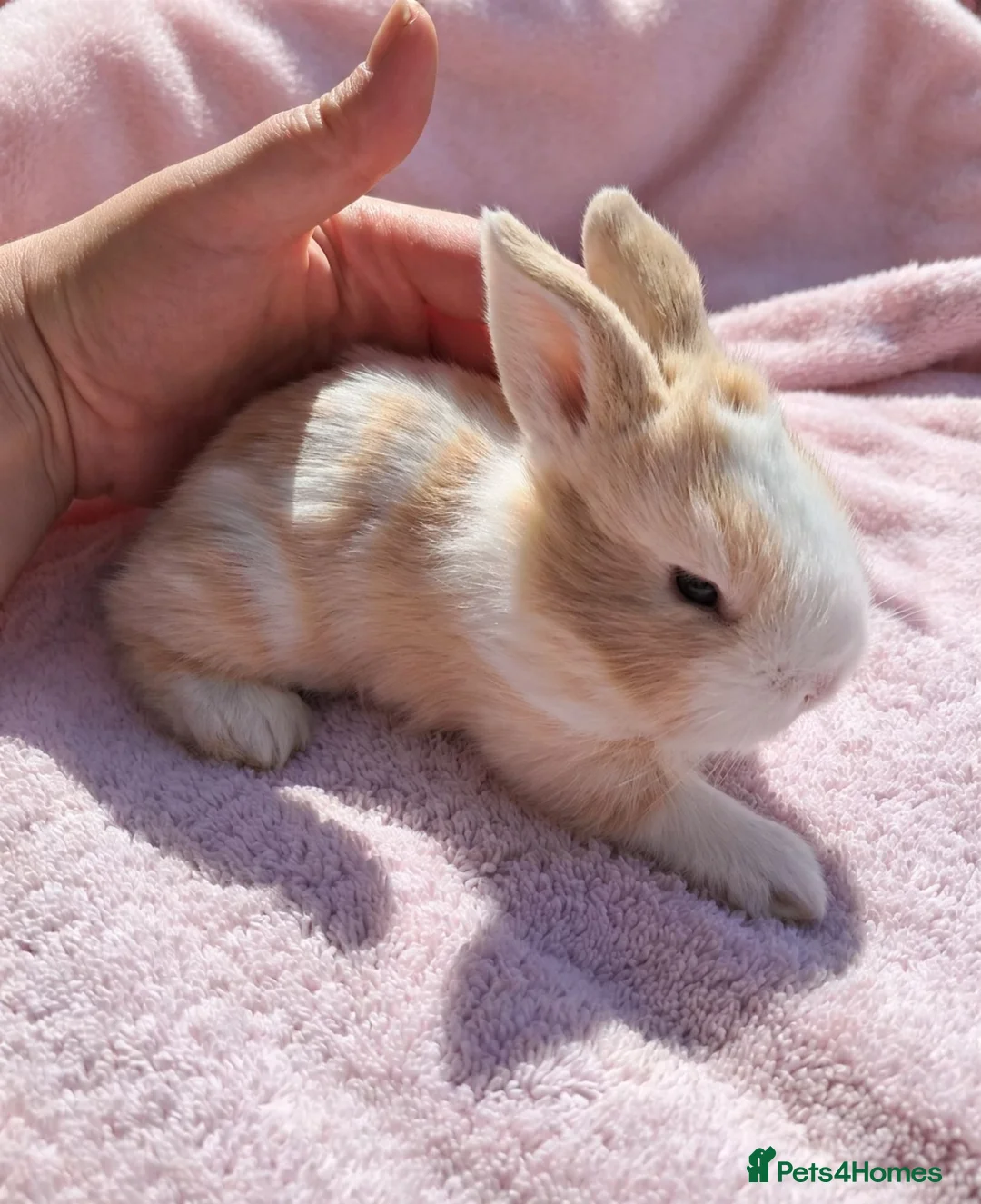 Mini Lion Lop rabbits for sale: Breeding pair of mini lion lops plus babies - Advert 2