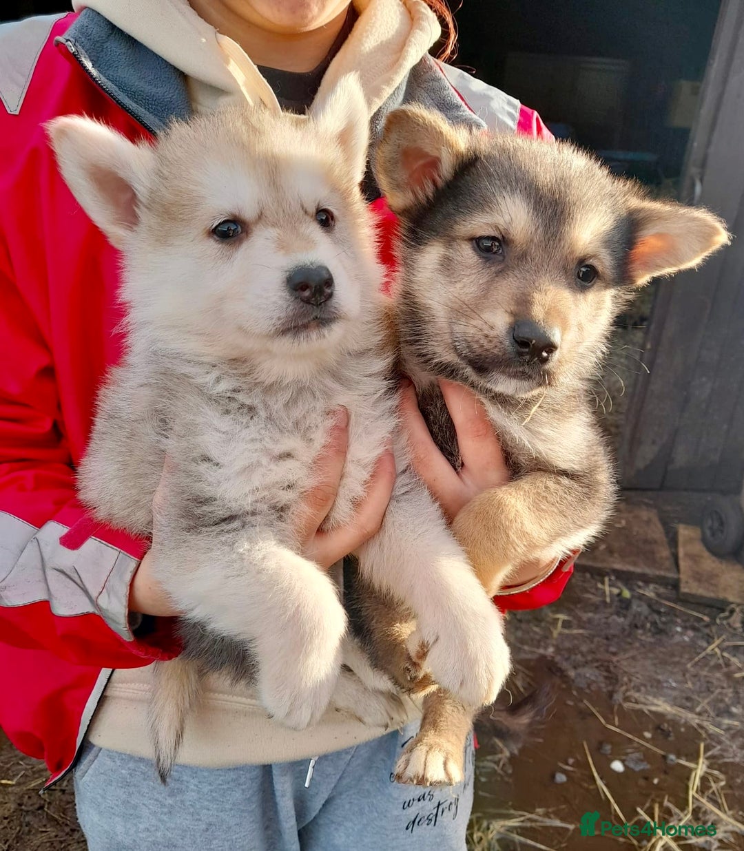Shepsky dogs for sale: German Shepherd cross Husky Puppies  - Image 3