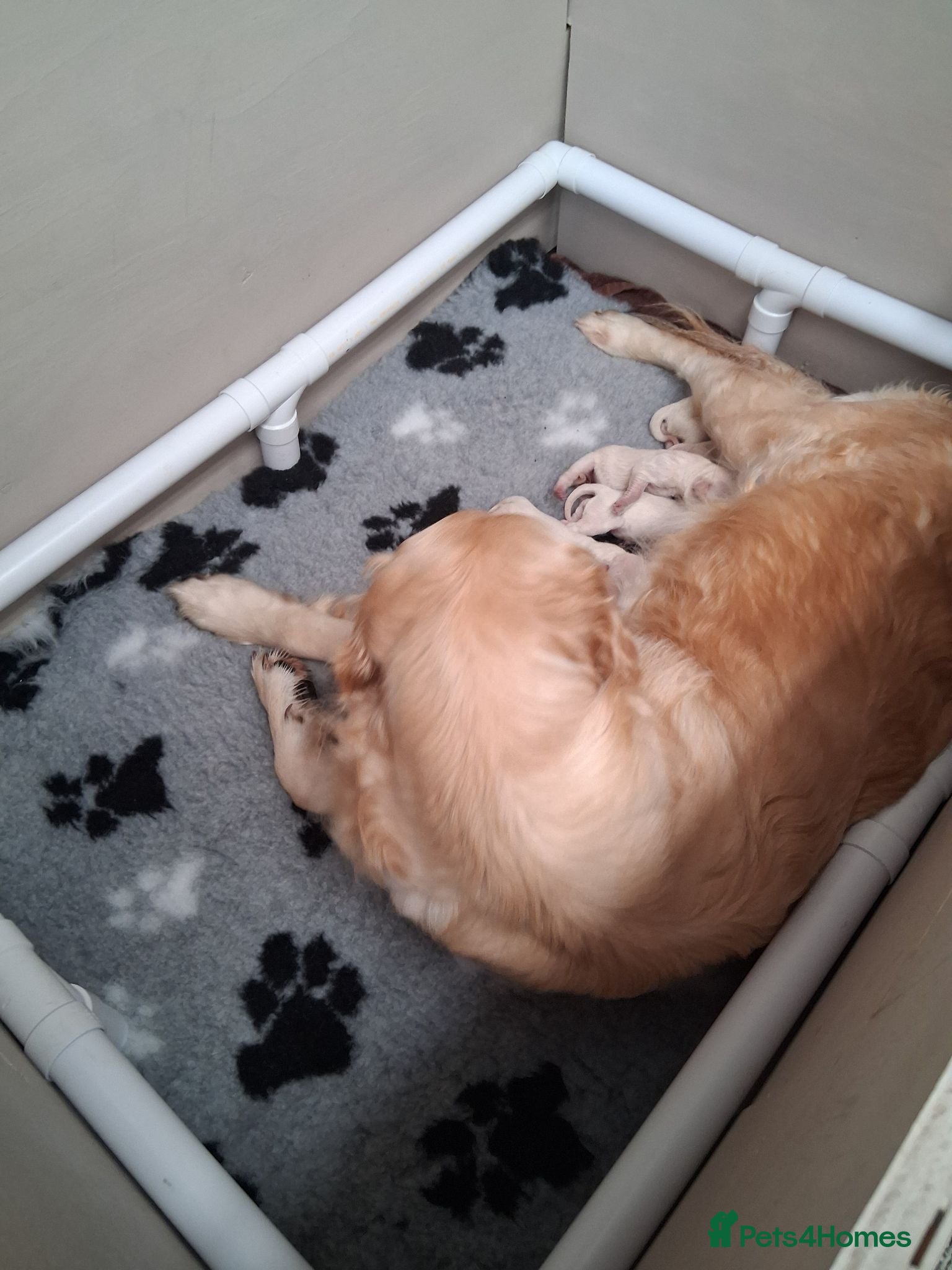 Golden Retriever dogs Golden Retriever Puppies – 6 Boys & 1 Girl 🐾 - Advert 8