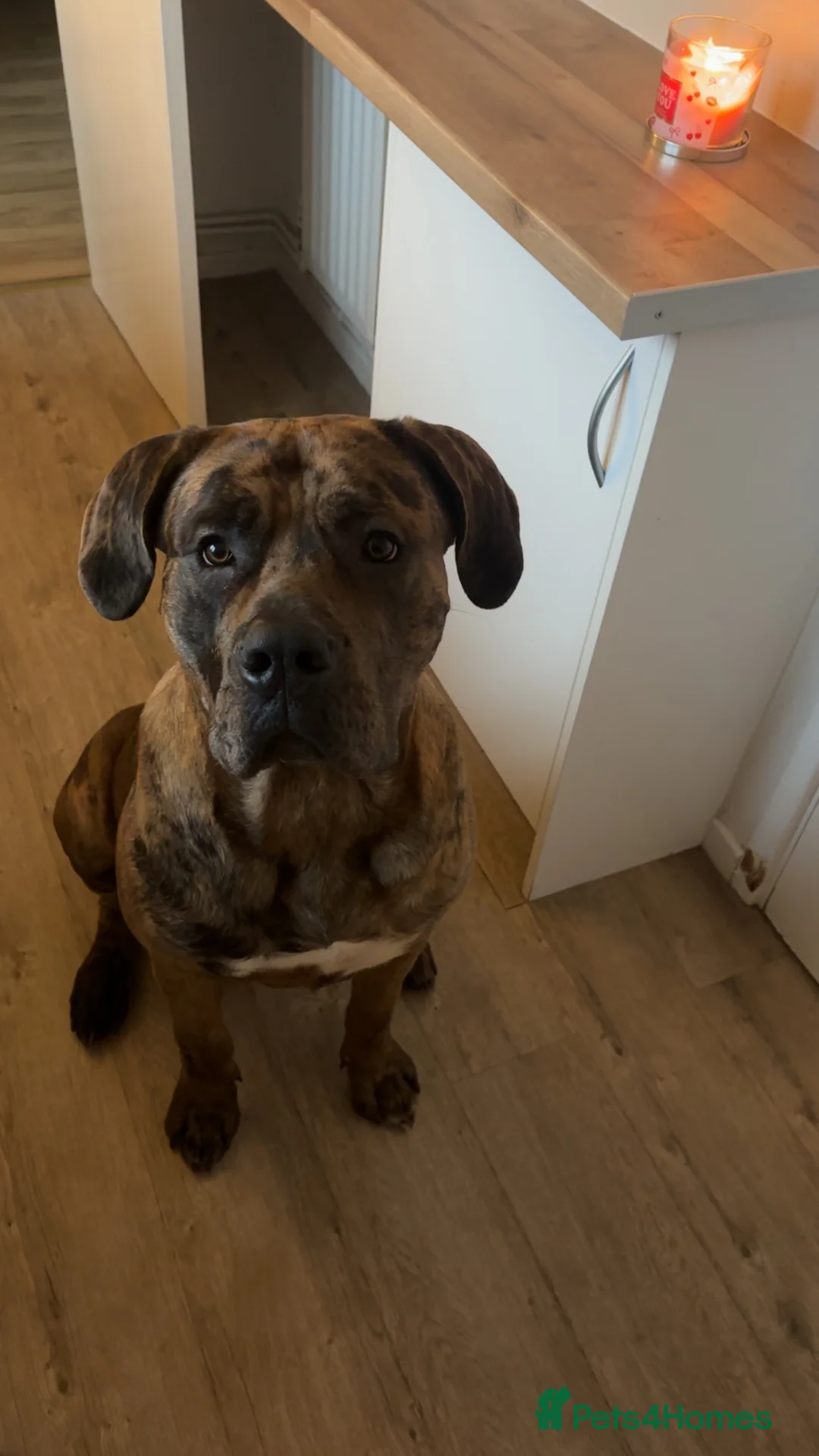 Mastiff dogs for sale: Beautiful mastiff  - Advert 3