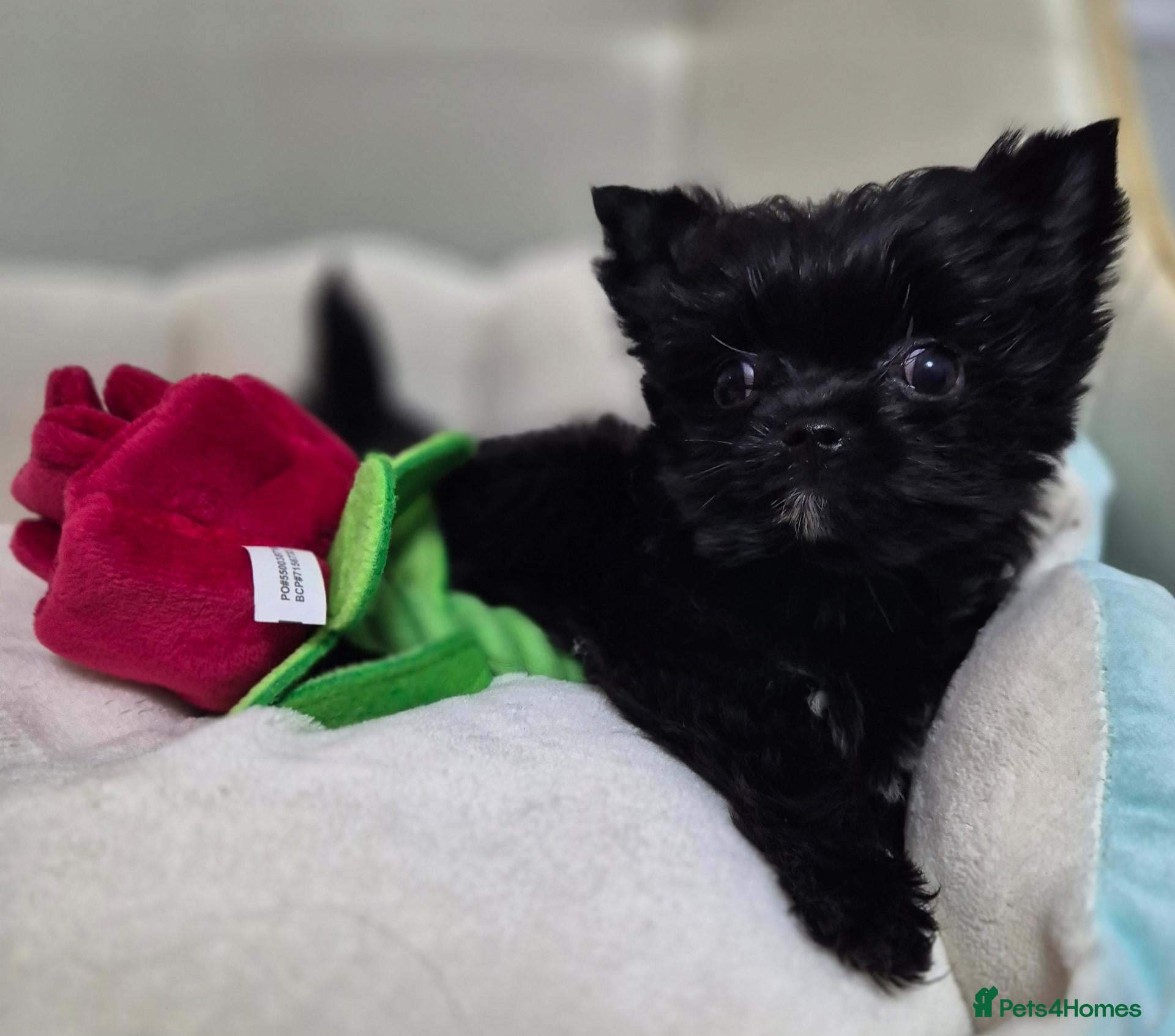 Yorkshire Terrier dogs Miniature Yorkshire Terrier  - Advert 1