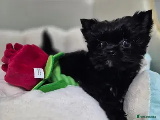 Yorkshire Terrier dogs Miniature Yorkshire Terrier - Advert 1