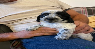 Mixed Breed dogs - Advert 4
