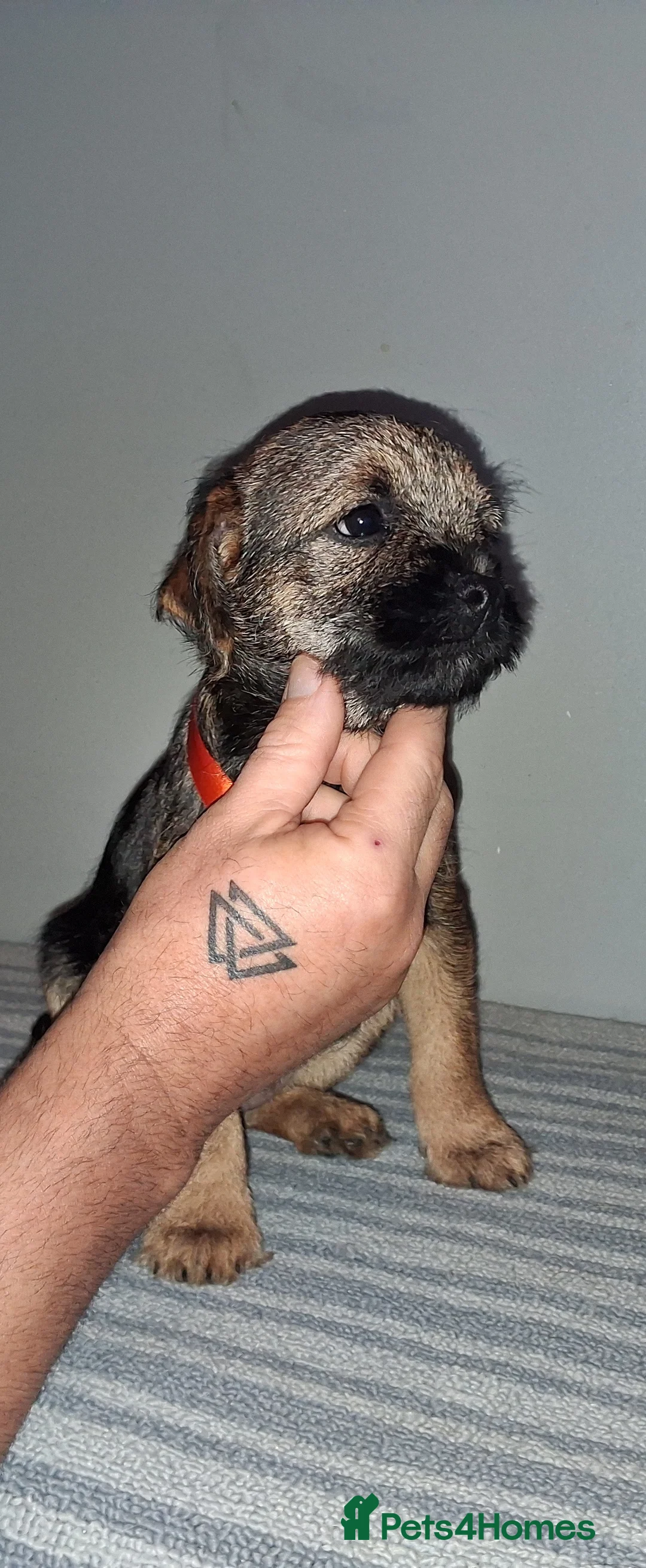 Border Terrier dogs for sale: Kc Reg Border Terrier Puppies  - Advert 19