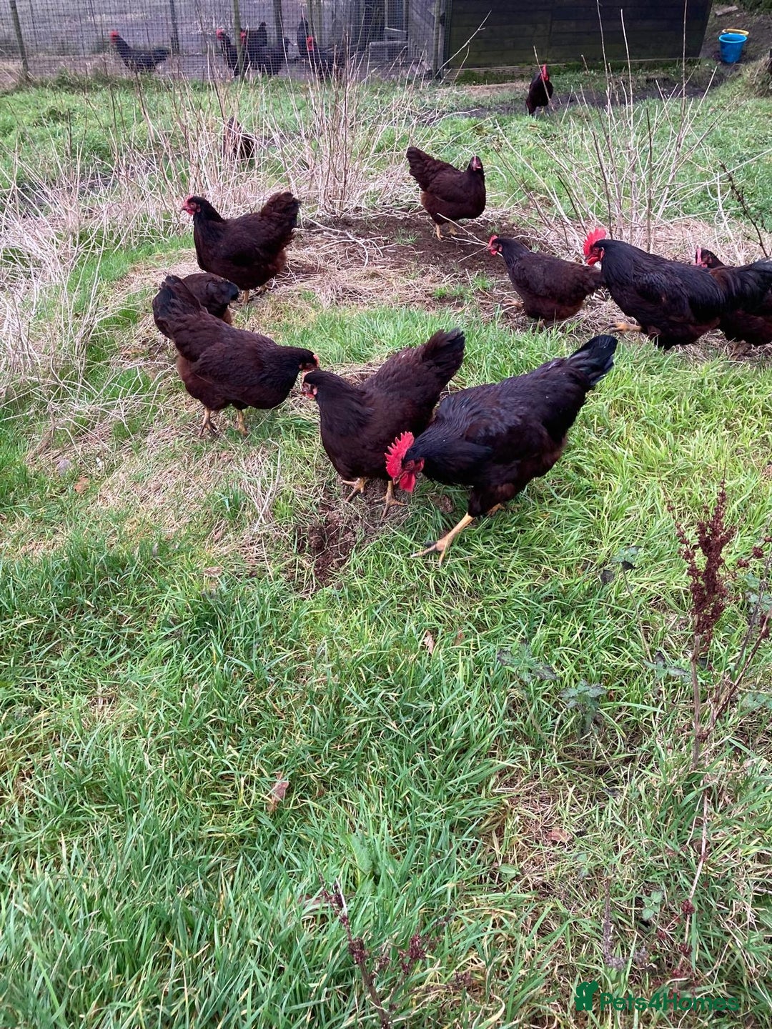 Chickens poultry for sale: Various chickens - Advert 6