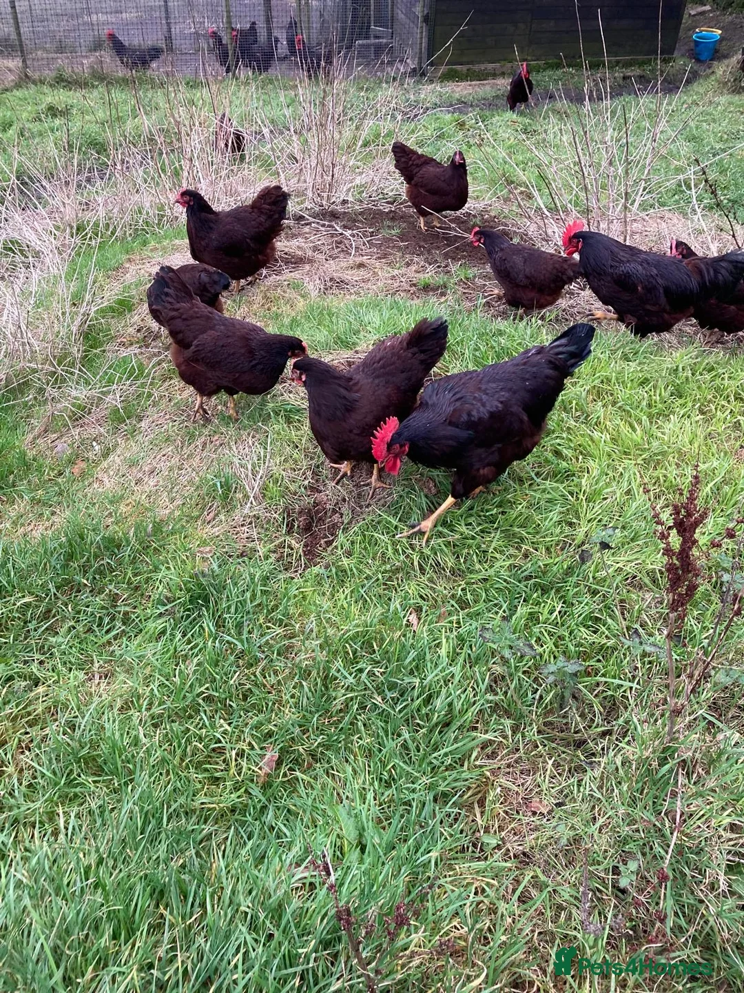 Chickens poultry for sale: Various chickens - Advert 6