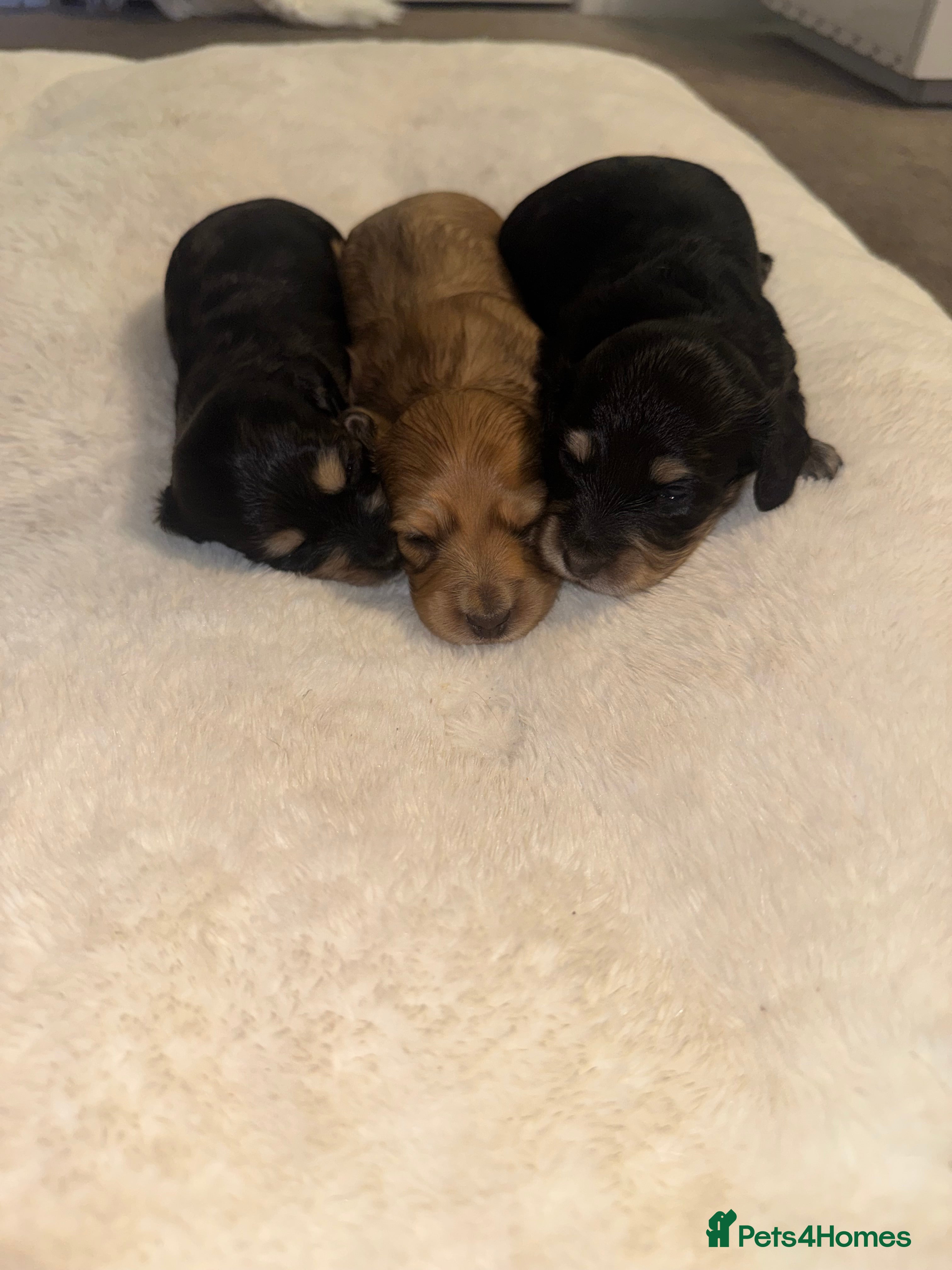 Miniature Dachshund dogs BEAUTIFUL KC LONG HAIR PUPPYS AVAILABLE TO RESERVE - Advert 2