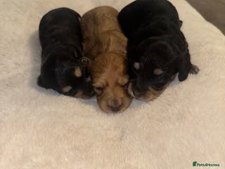 Miniature Dachshund dogs BEAUTIFUL KC LONG HAIR PUPPYS AVAILABLE TO RESERVE - Advert 1