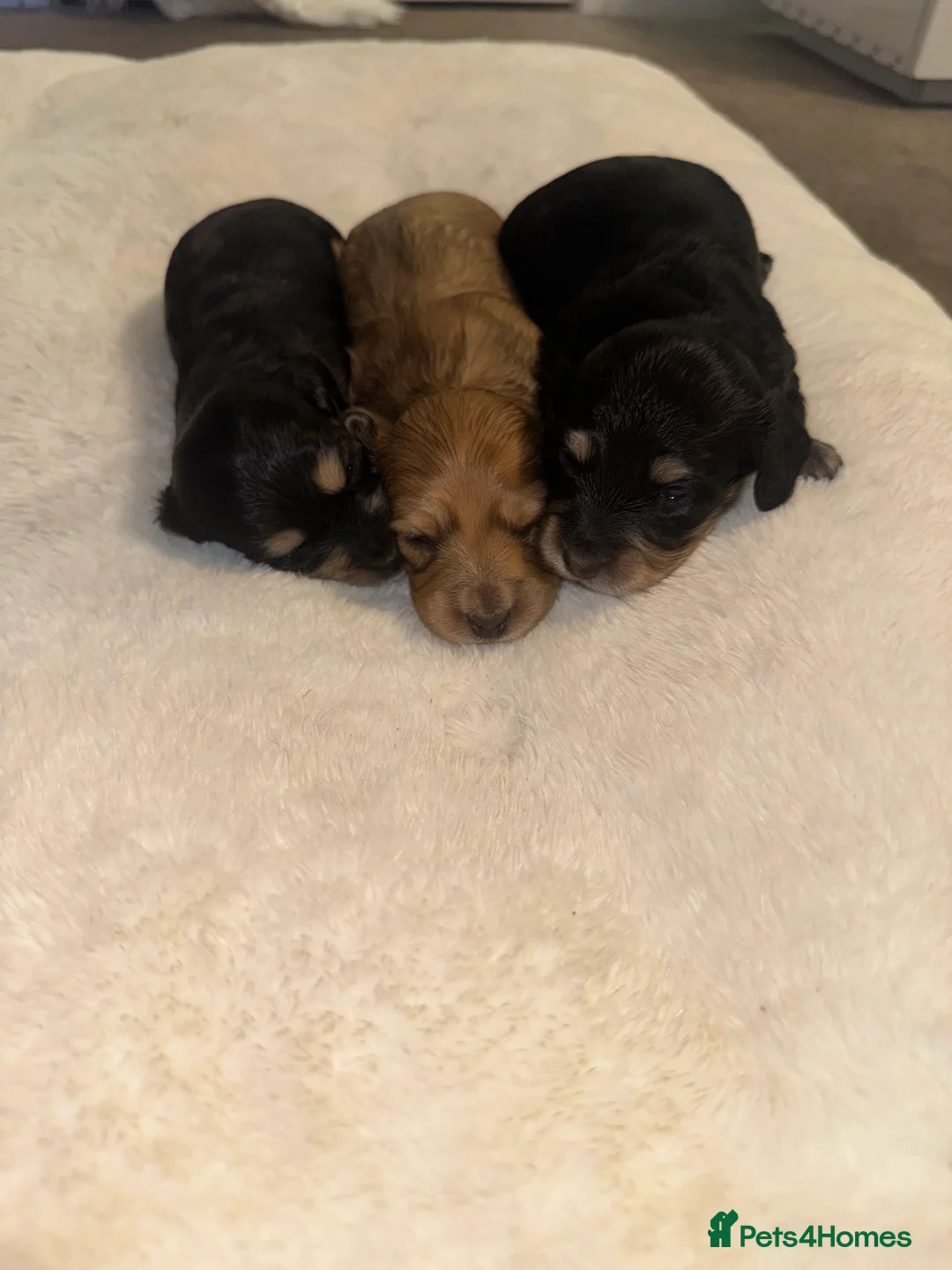 Miniature Dachshund dogs for sale: KC MINIATURE LONG HAIR PUPPYS, CREAM/BLACK & CREAM - Advert 7