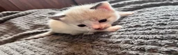 Mixed Breed cats for sale: Gorgeous Snowshoe, Black/White, Black Kittens 🐱 - Advert 17